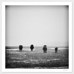 Cow Quartet